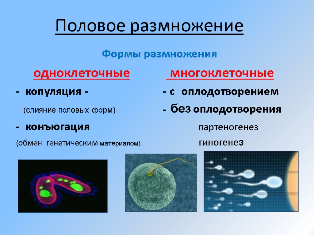 Половое размножение Формы размножения одноклеточные многоклеточные - копуляция - - с оплодотворением (слияние половых